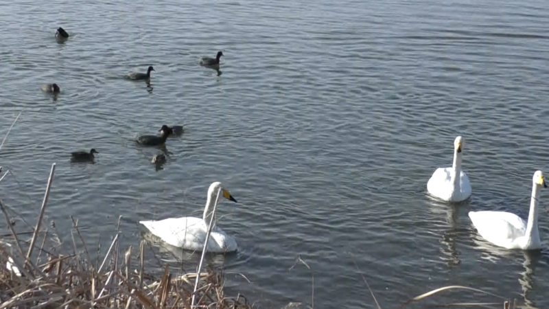 動画作成練習に白鳥を撮影！