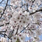 さくら、、、続き、、、